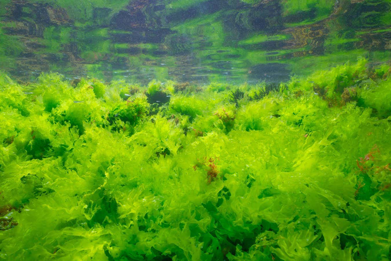 People around Europe have eaten seaweed for thousands of years